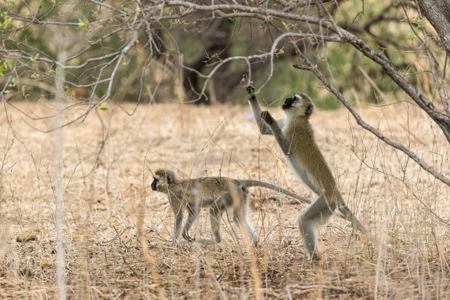 Vervet-ahvid otsivad toitu, Aafrika