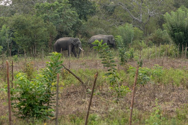 Elevandid Sri lanka rahvuspargis jalutamas