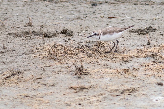 Meritüll liivasel rannal süüa otsimas, Portugal