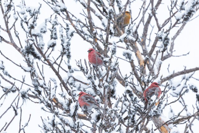 Männileevikesed lumisel puul tiibu puhkamas, Soome