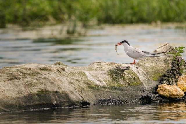 Jõgitiir Doonua delta jõe suudmes saagiga poseerimas , Rumeenia
