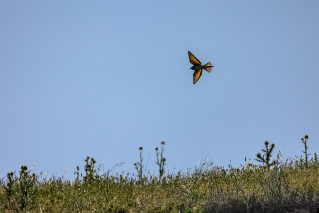 Mesilasenäpp taevavõlvil, Doonua Delta, Rumeenia