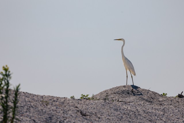 Hõbehaigur poseerimas Doonau delta kohal, Rumeenia