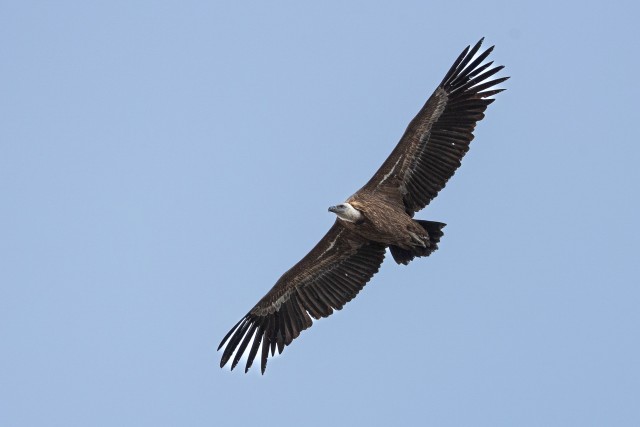 Kaeluskotkas taevavõlvil liuglemas, Lõuna-Prantsusmaa