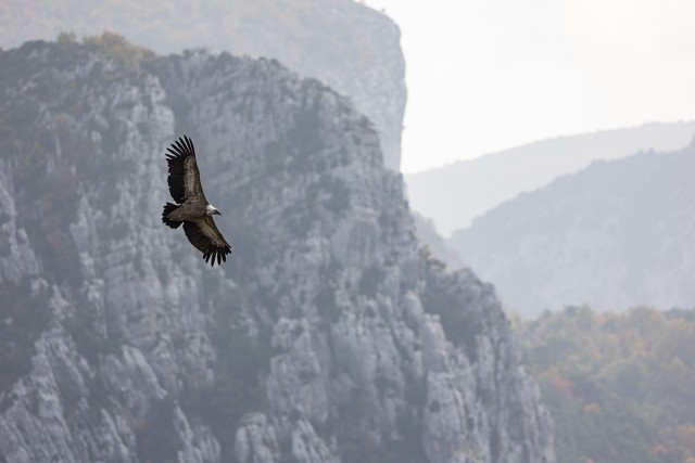 Kaeluskotkas taevavõlvil tiibu sirutamas, Lõuna-Prantsusmaa