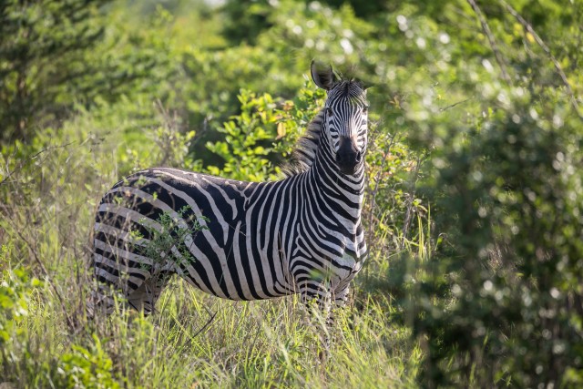 Sebra Ruaha rahvuspargis kaamerale poseerimas, Tansaania, Aafrika