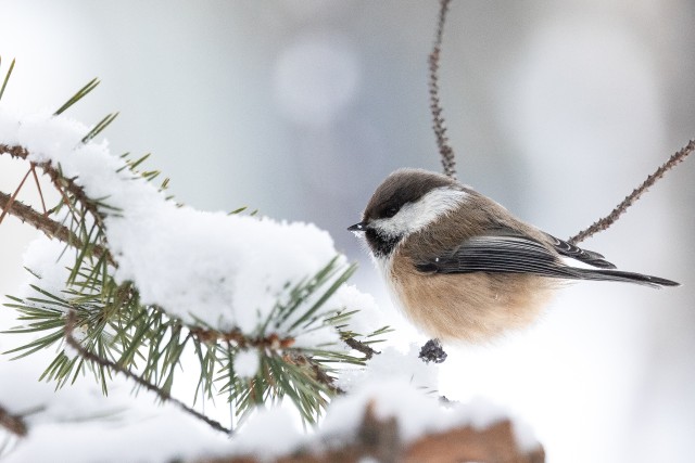 Tihane lumisel männioksal, Soome