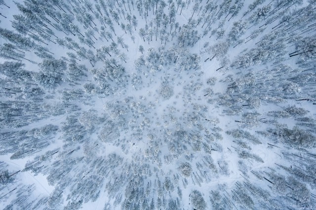 Droonivaade talviselt lumisele Lapimaa ürgmetsale, Soome