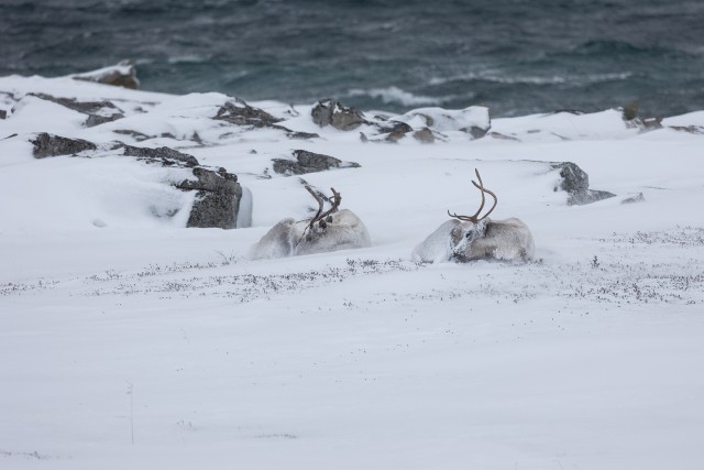Põhjapõdrad jäisel ja talvisel Lapimaal lumevaibal puhkamas