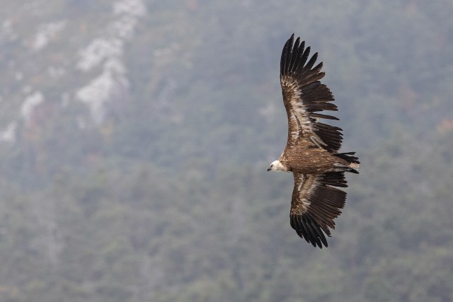 Kaeluskotkas taevavõlvil liuglemas, Lõuna-Prantsusmaa