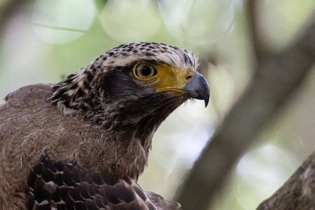 Kotka portree, Sri Lanka