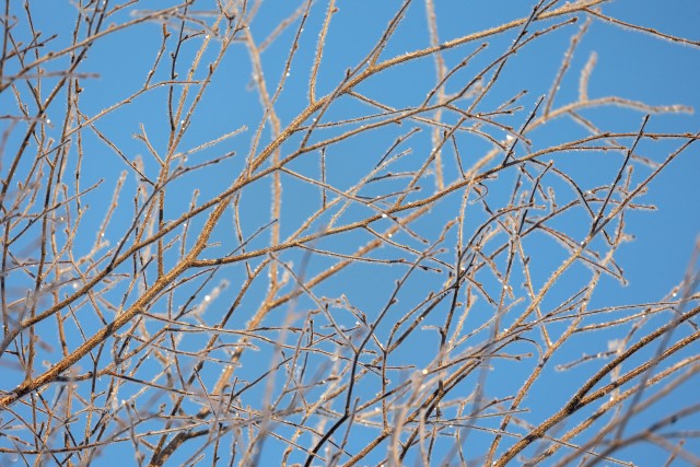 Talviselt härmas oksad, Soome