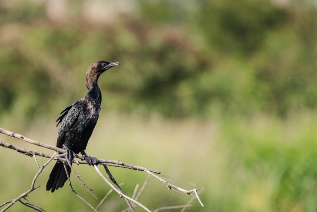 Kääbuskormoran Doonau delta jõe suudme kaldal kuival oksal tiibu puhkamas,Rumeenia