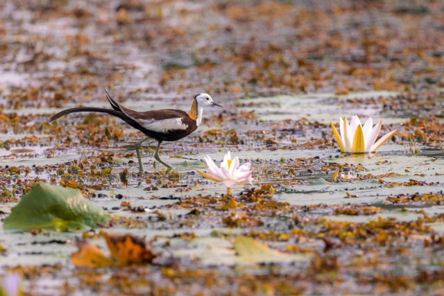 Faasan-saba-jakaan jalgupidi vees süüa otsimas, Sri Lanka