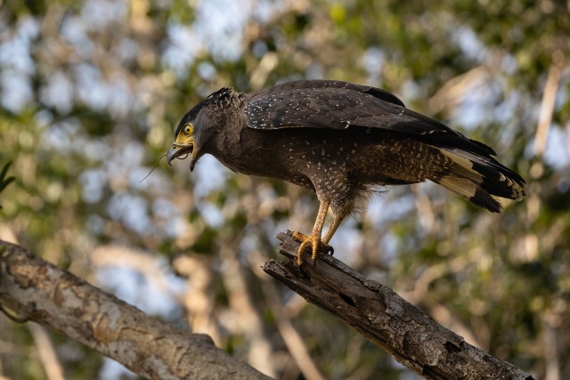 Madukotkas murdunud oksal madu suus seismas, Sri Lanka