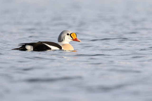 Kuninghahk uhkelt kaamerale poseerimas, Norra