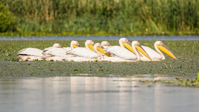 Pelikanide parv Doonua delta jõe suudmes, Rumeenia