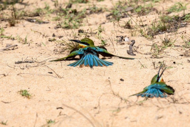 Kaks sinisaba-mesilasnäppi liival, Sri Lanka