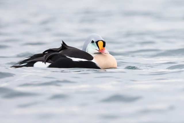 Kuninghahk kaunilt kaamerale poseerimas, Norra