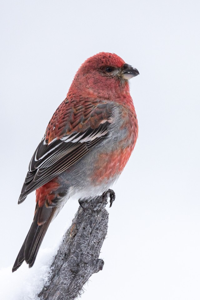 Männileevike lumisel oksal, Soome