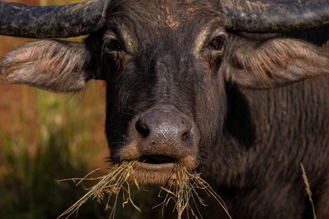 Portree Sri Lanka rahvuspargis elavast metsikust pühvlist