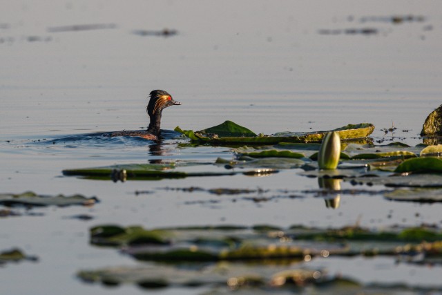 Mustkael-pütt Doonau delta vesirooside vahel ujumas , Rumeenia