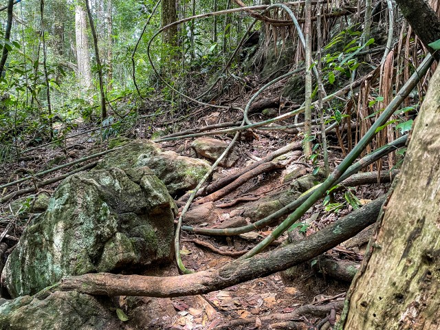 Metsik loodus Wilpattu rahvuspargis Sri Lankal