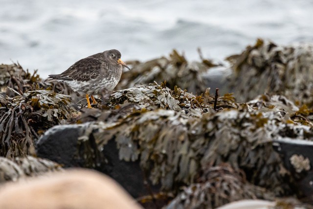 Merirüdi vetikate vahelt süüa otsimas, Norra