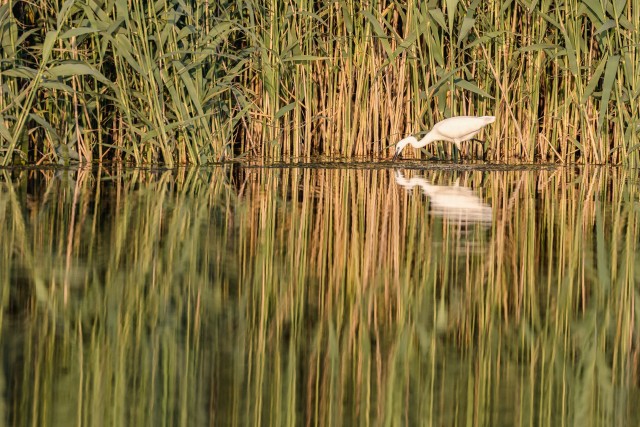 Hõbehaigur jõe kaldal vee sees jalutamas, Doonua Delta, Rumeenia