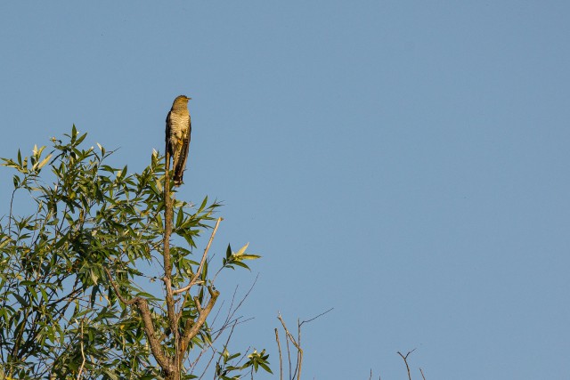 Raudkull Doonau delta jõe suudmes, oksal jahti pidamas,Rumeenia