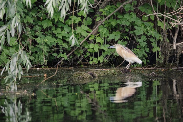 Tiigihaigur Doonua delta jõe suudme kaldal, Rumeenia