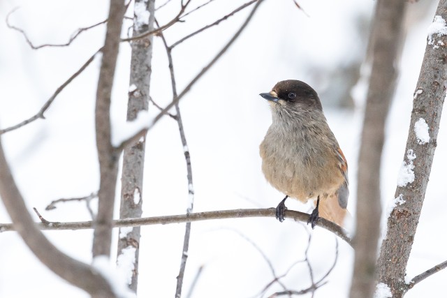 Laanenäär peenikesel lumisel oksal, Soome