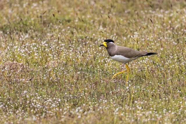 Kollane kiivitaja maapinnal süüa otsimas, Sri Lanka