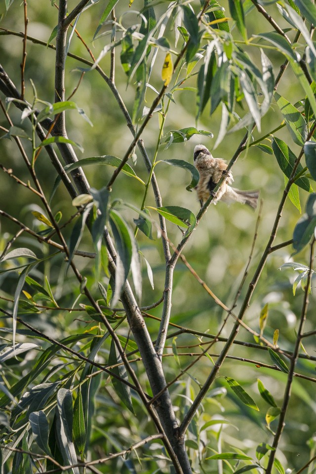 Kukkurtihane Doonau delta jõe suudme kaldal oksal tiibu puhkamas,Rumeenia