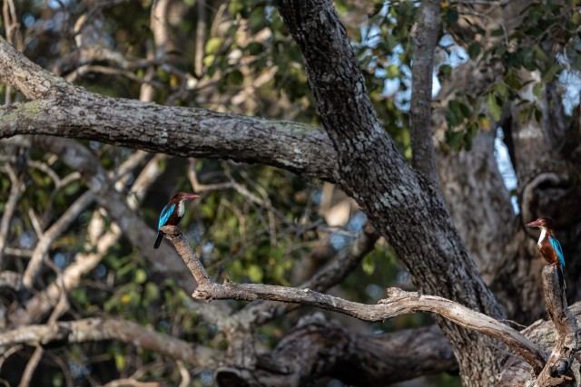 Kaks jäälindu oksal istumas, Sri Lanka