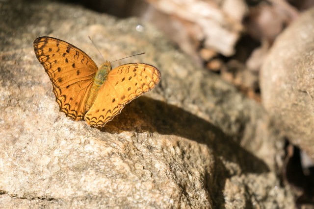 India fritillary liblikas Mikumi rahvuspargi kivil, Tansaanias, Aafrikas