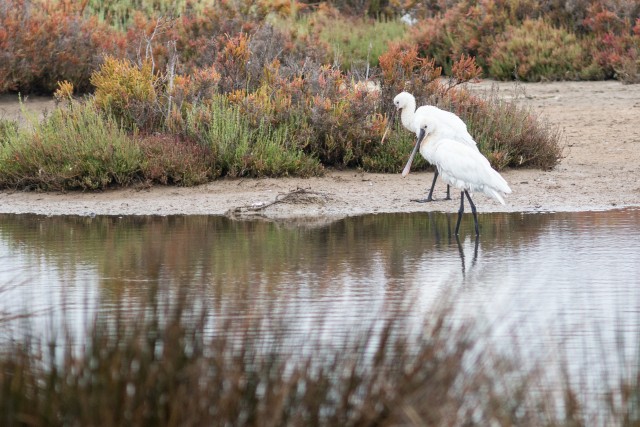 Luitsnokk-iibiste jalutuskäik järve ääres, Portugal