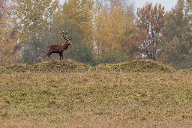 Punahirv metsaserval, Läti