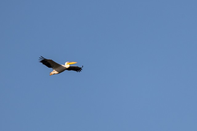 Pelikan lendamas Doonau deltal kohal, Rumeenia