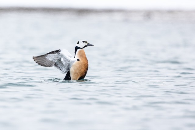 Kirjuhahk vees tiibu sirutamas, Norra