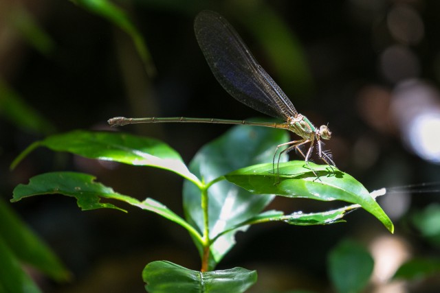 Kiil taimelehel, Aafrika