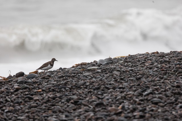 Üksik kivirullija veekaldal jalutamas, Island