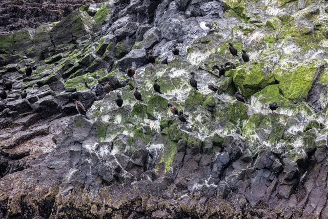 Kormoranid kaljuserval puhkamas, Island