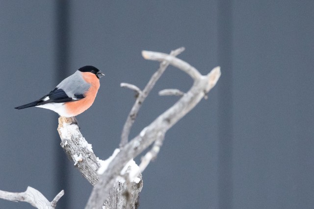 Leevike lumisel oksal uudistamas, Soome