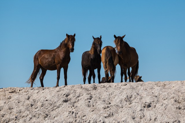 Metsikud hobused Letea metsast Doonau delta piirkonnast