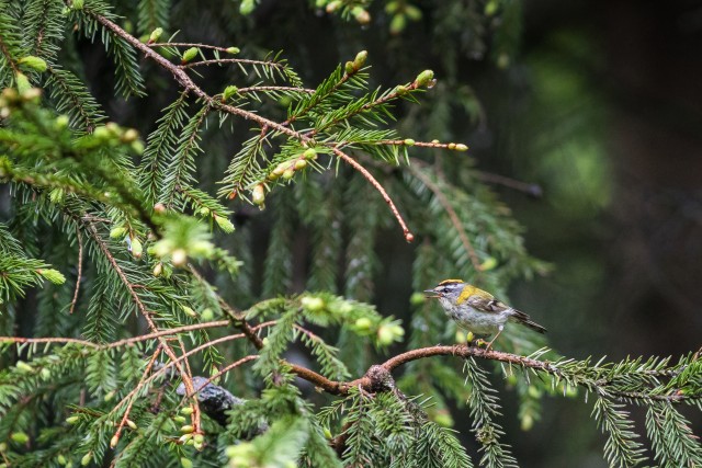 Harilik tulilind kuuseoksal Gauja rahvuspargis, Lätis