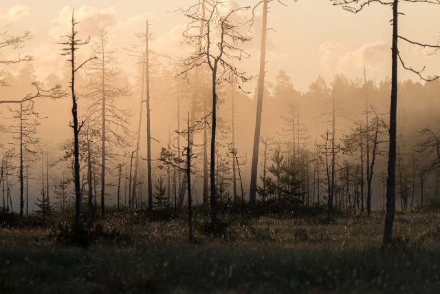 Varahommik Soome metsas, Kuhmo