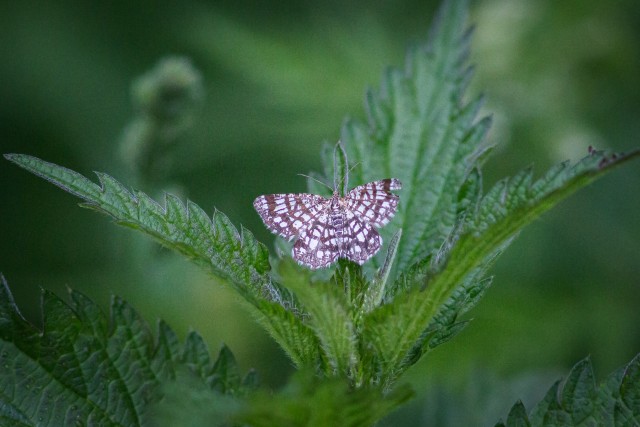 Kanarbiku liblikas kaunilt Gauja rahvuspargis rohulible peal poseerimas , Läti