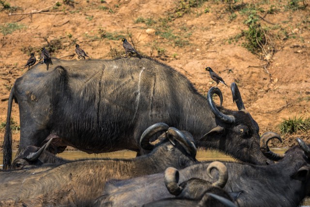 Metsikud pühvlid Sri Lanka rahvuspargis veemõnusi nautimas