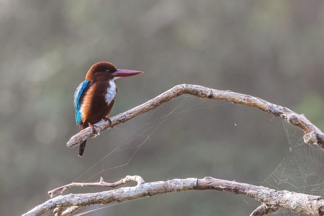 Jäälind istub oksal, Sri Lanka